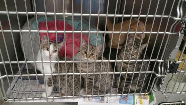 Pixie Elf Centaur Mouse